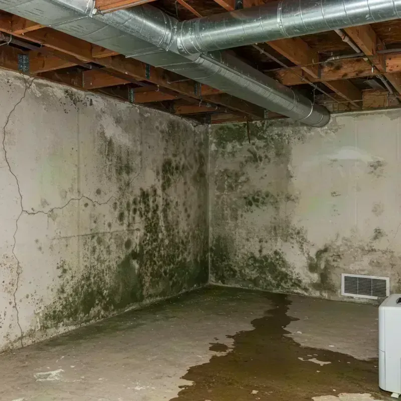 Professional Mold Removal in Ceredo, WV